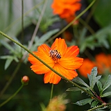 IMG_0050