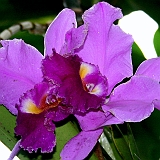 IMG_0054a